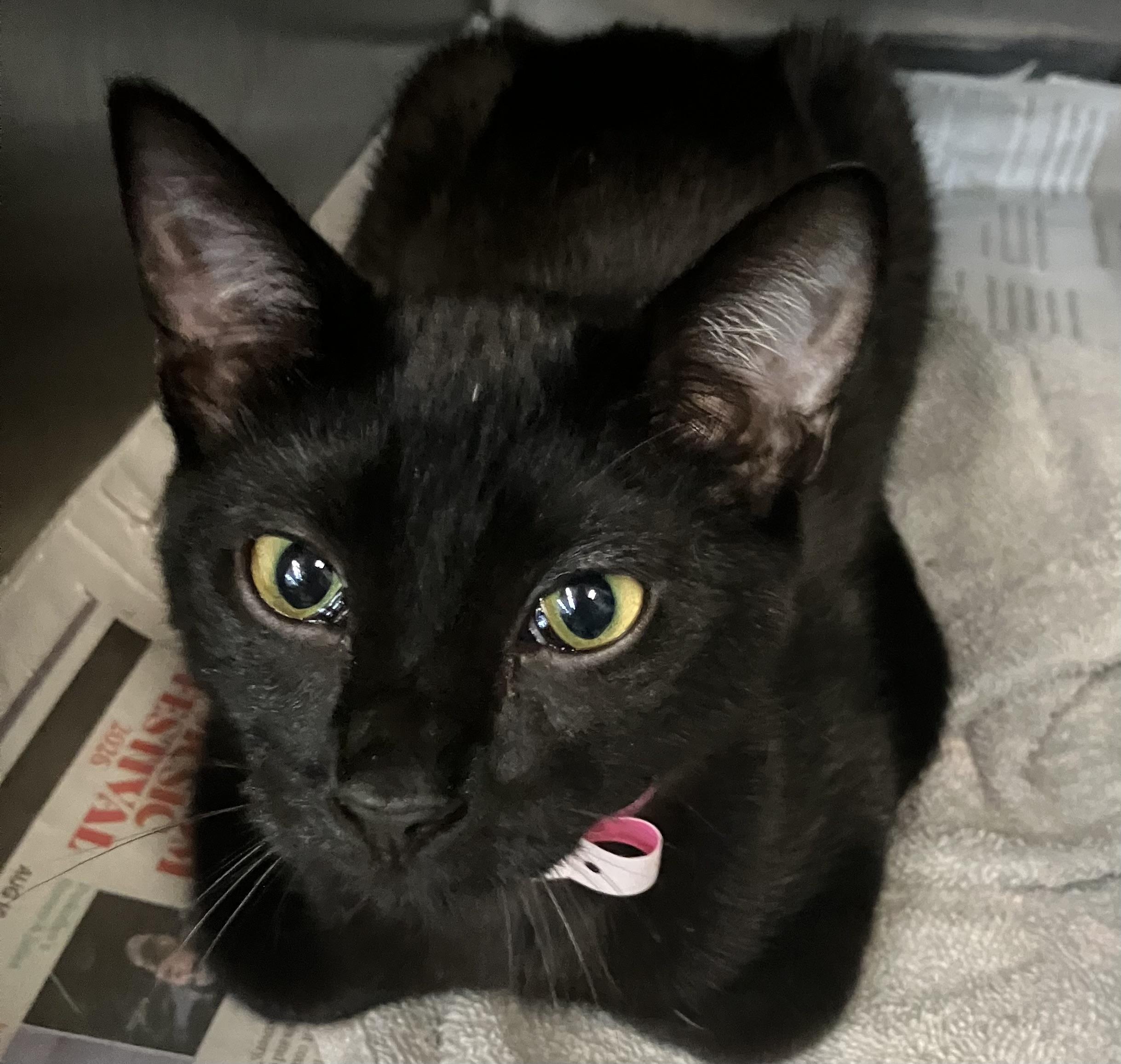 Enlarge Juliet, a Adopted mixed breed in Parma, OH image 1/1