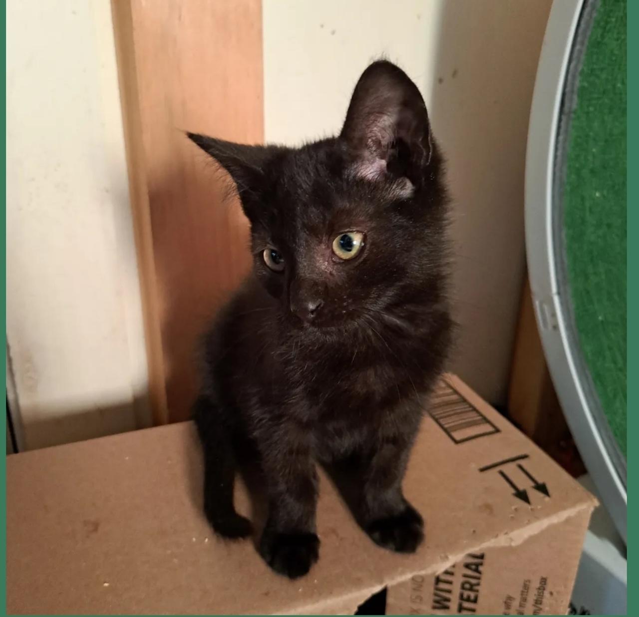 Enlarge Koda, a Adopted Domestic Short Hair in Salem, NY image 1/1