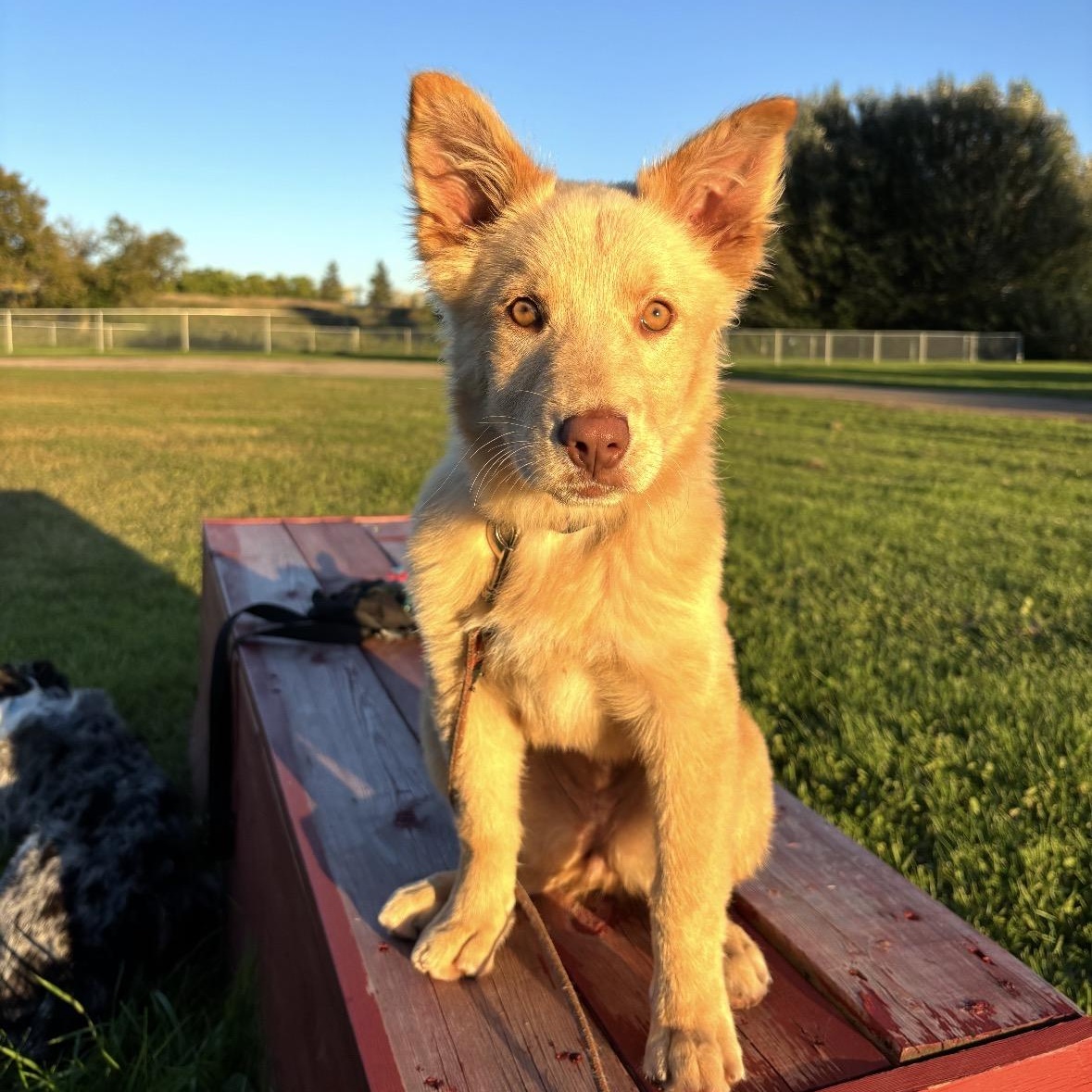 Enlarge Willow, a Adopted mixed breed in Winnipeg, MB image 3/6