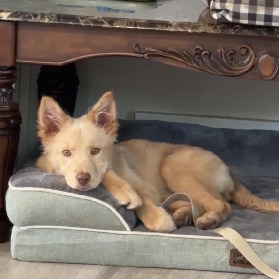 Enlarge Willow, a Adopted mixed breed in Winnipeg, MB image 5/6