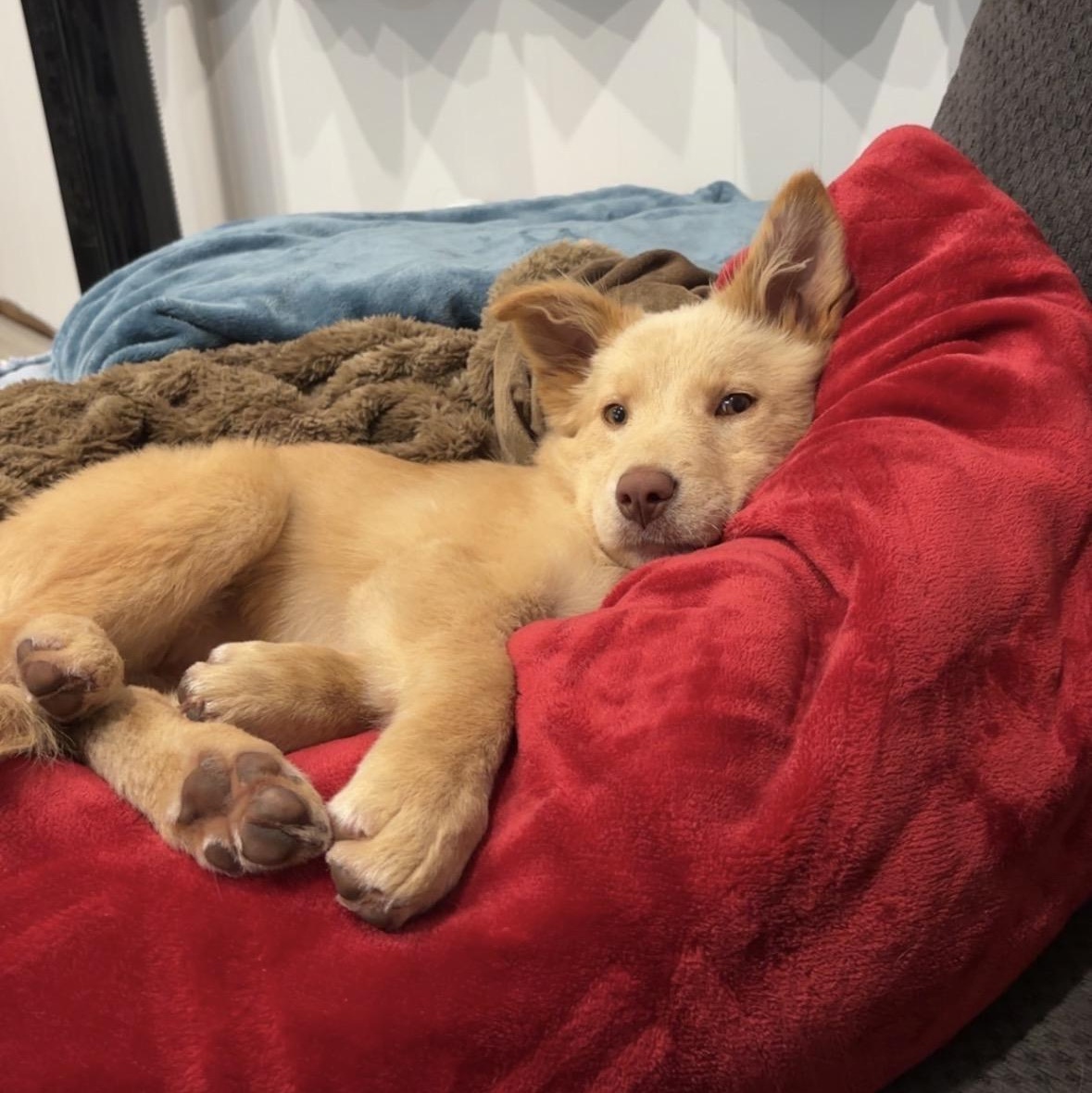 Enlarge Willow, a Adopted mixed breed in Winnipeg, MB image 2/6