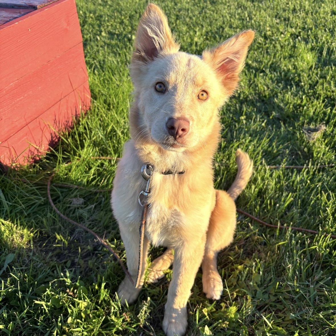 Enlarge Willow, a Adopted mixed breed in Winnipeg, MB image 4/6