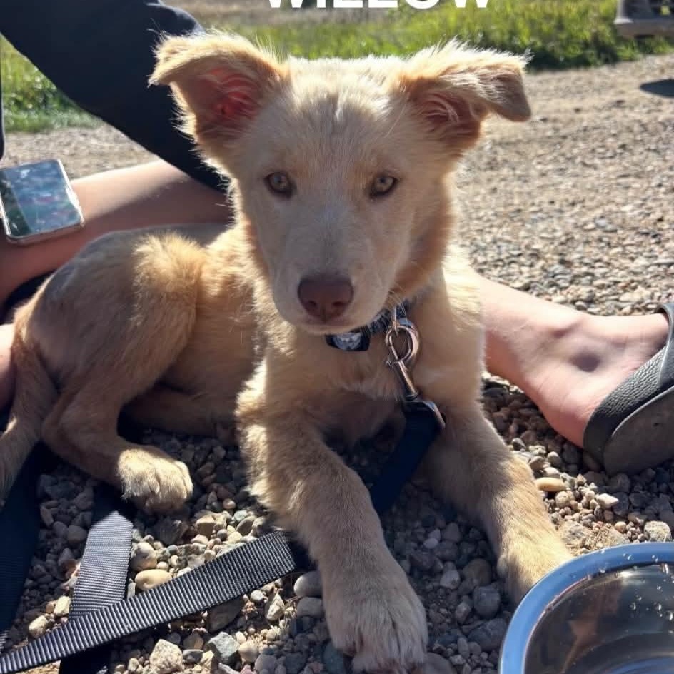 Willow, Adopted, Puppy Female Labrador Retriever.