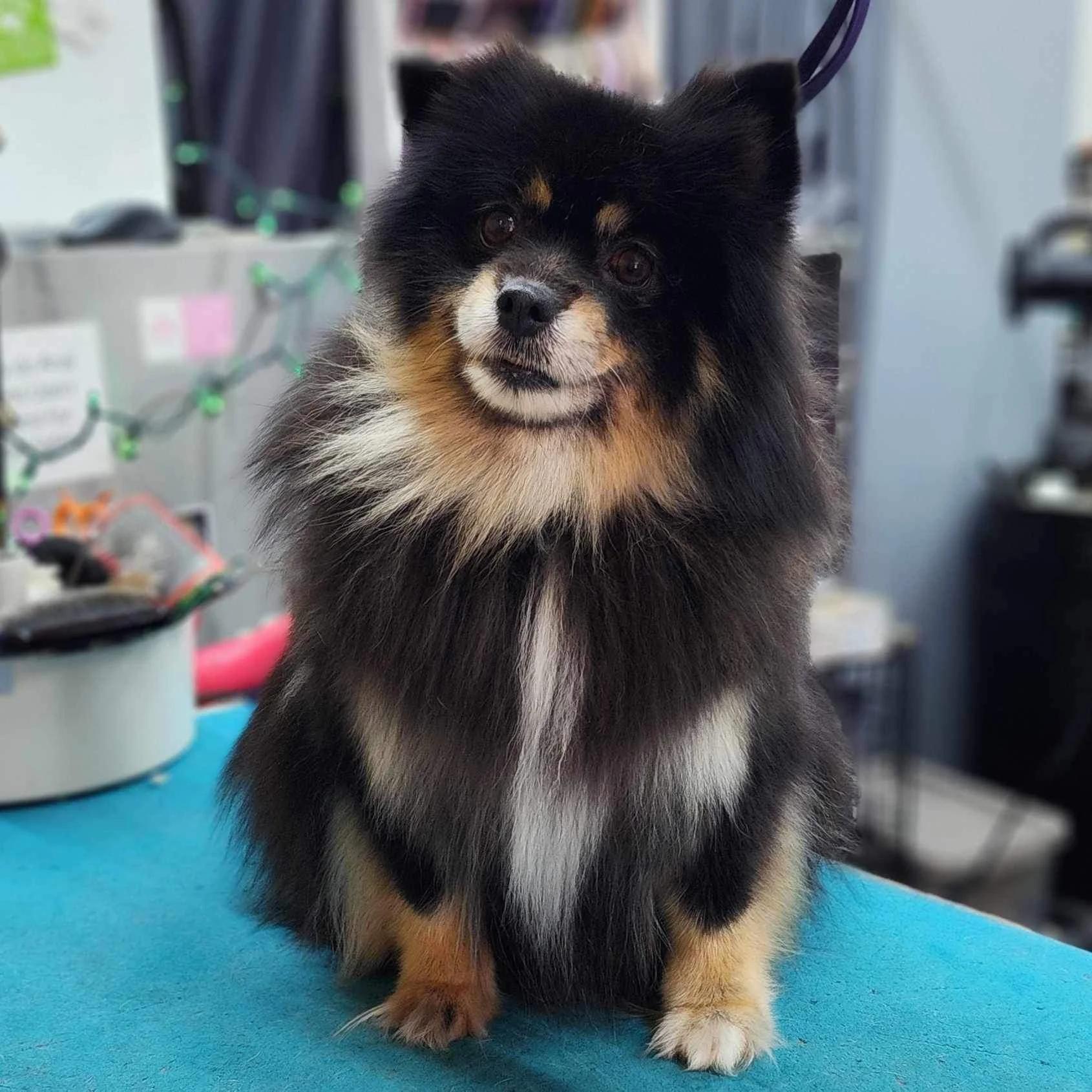 Christine, Adopted, Senior Female Pomeranian.