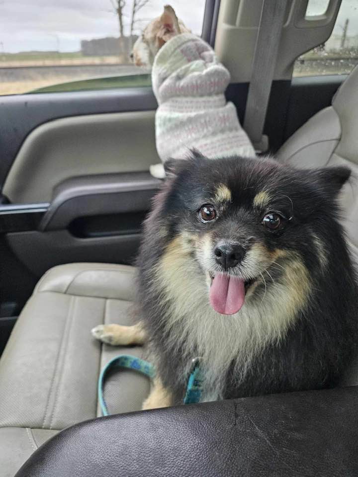 Christine, a Adopted Pomeranian in Warsaw, IN image 2/2