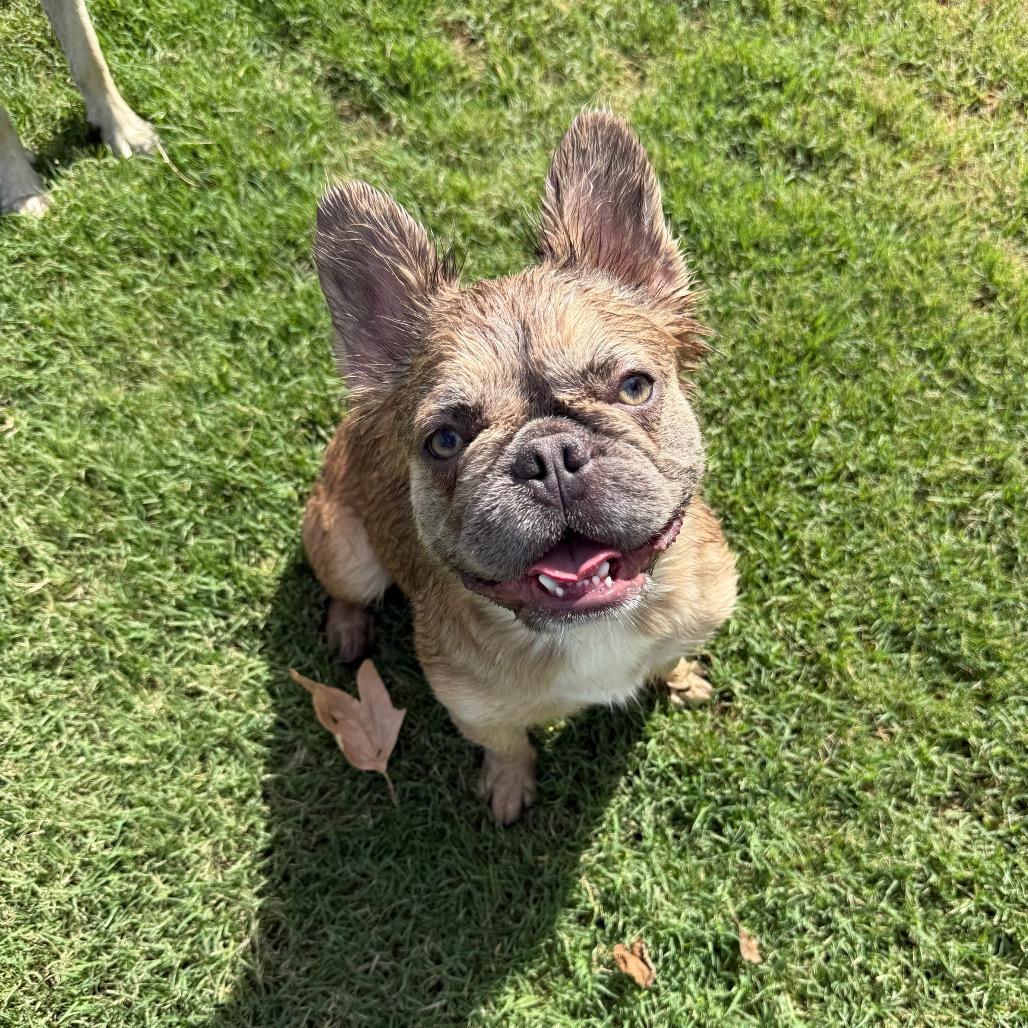 Enlarge Delilah, an adopted French Bulldog in Fresno, CA image 3/5