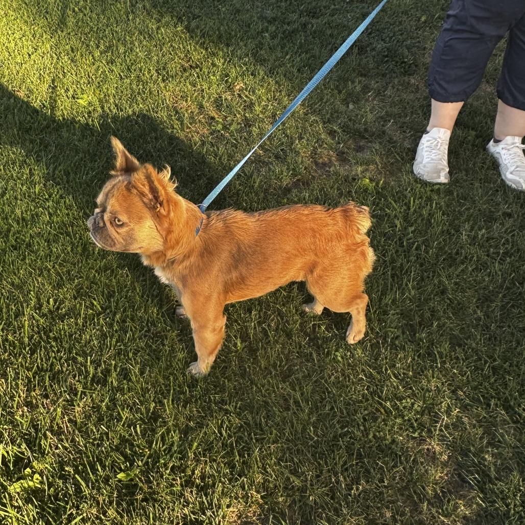 Enlarge Delilah, an adopted French Bulldog in Fresno, CA image 4/5