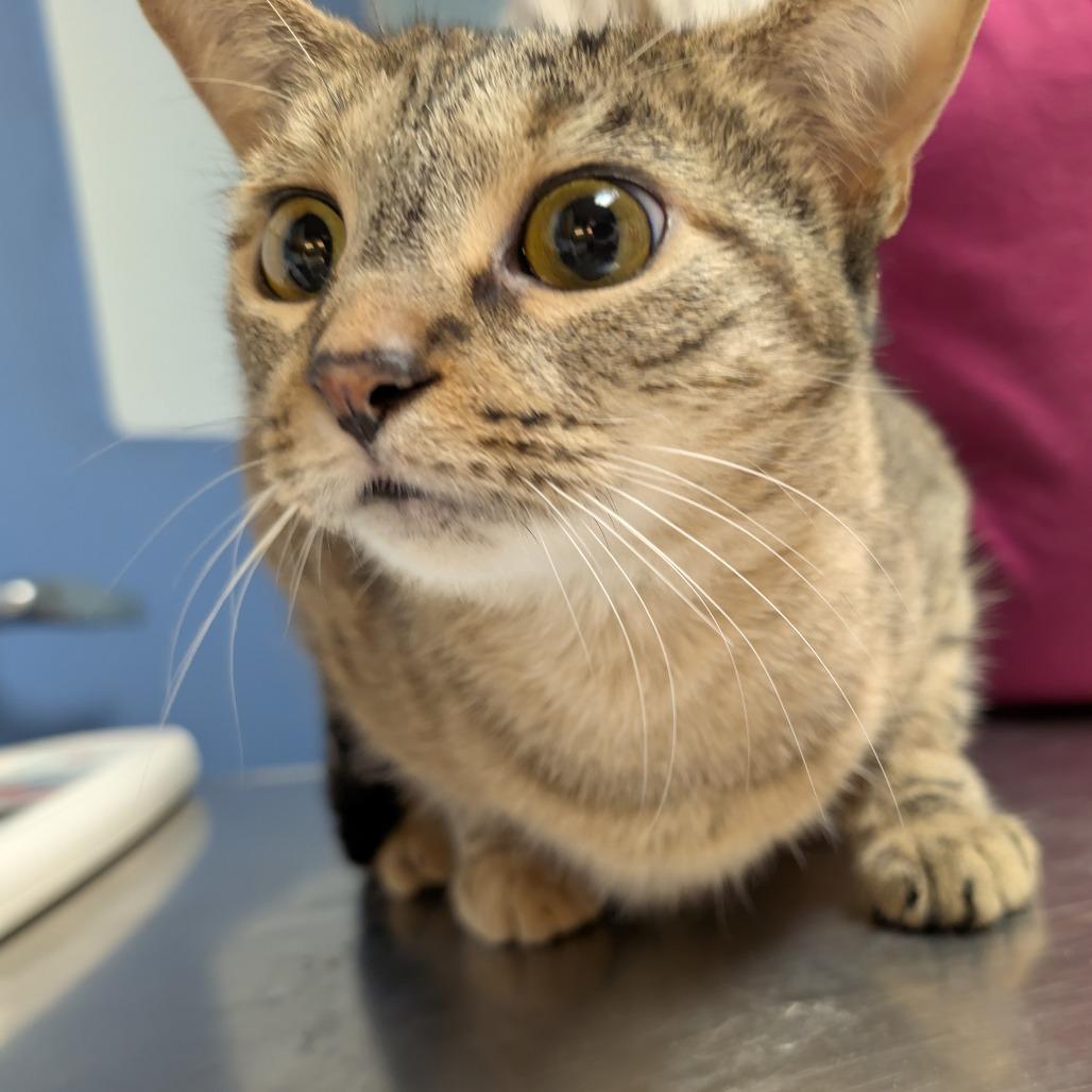 Enlarge Nori, a Adoptable Domestic Short Hair in DeKalb, IL image 1/1