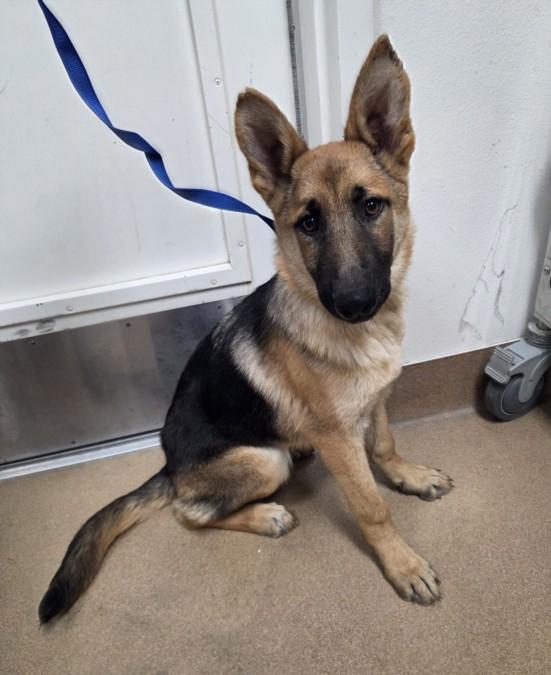 ELLA, Adoptable, Puppy Female German Shepherd Dog.