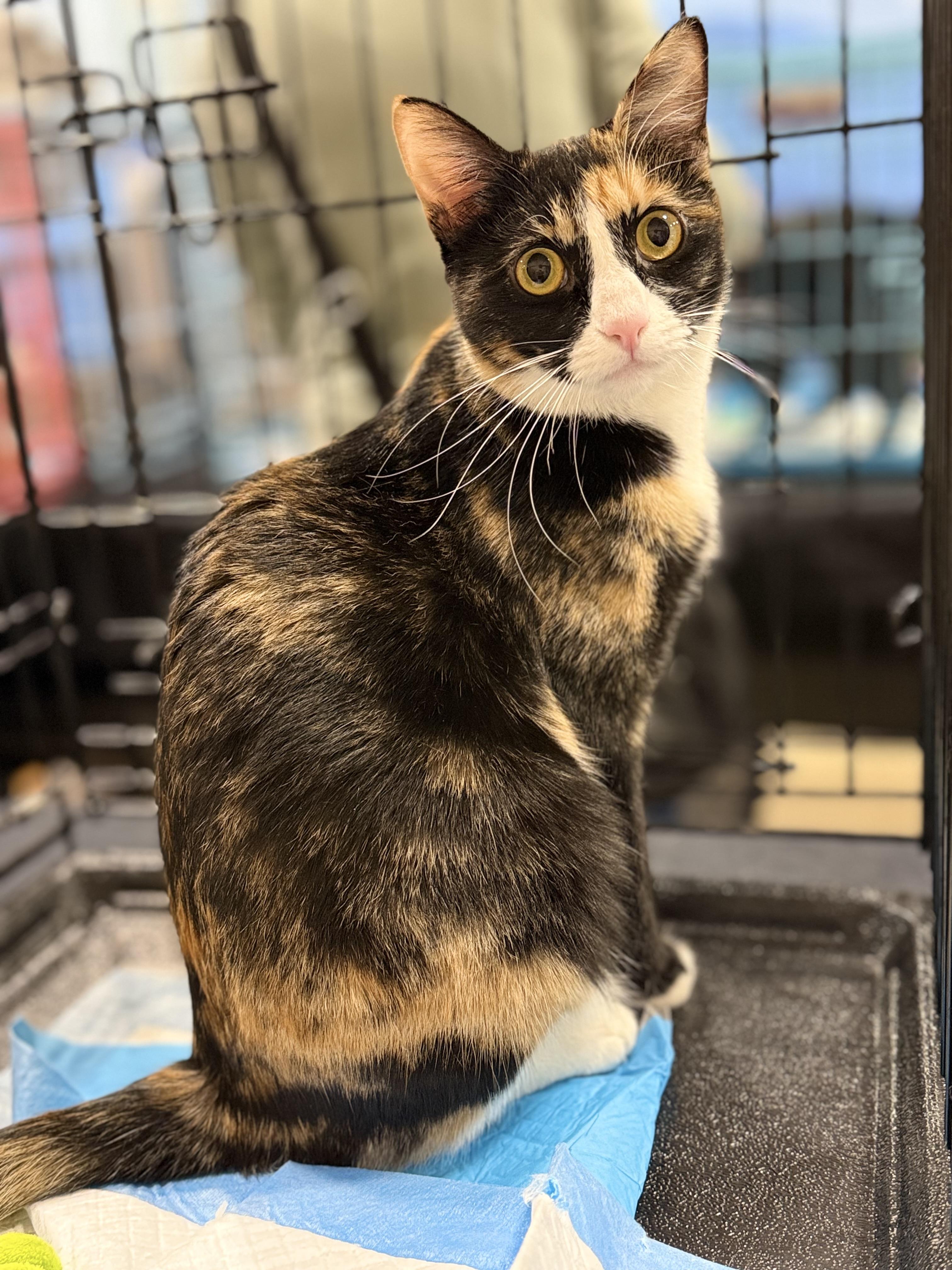 Belle, a ADOPTABLE Calico in Walnut, CA image 4/5