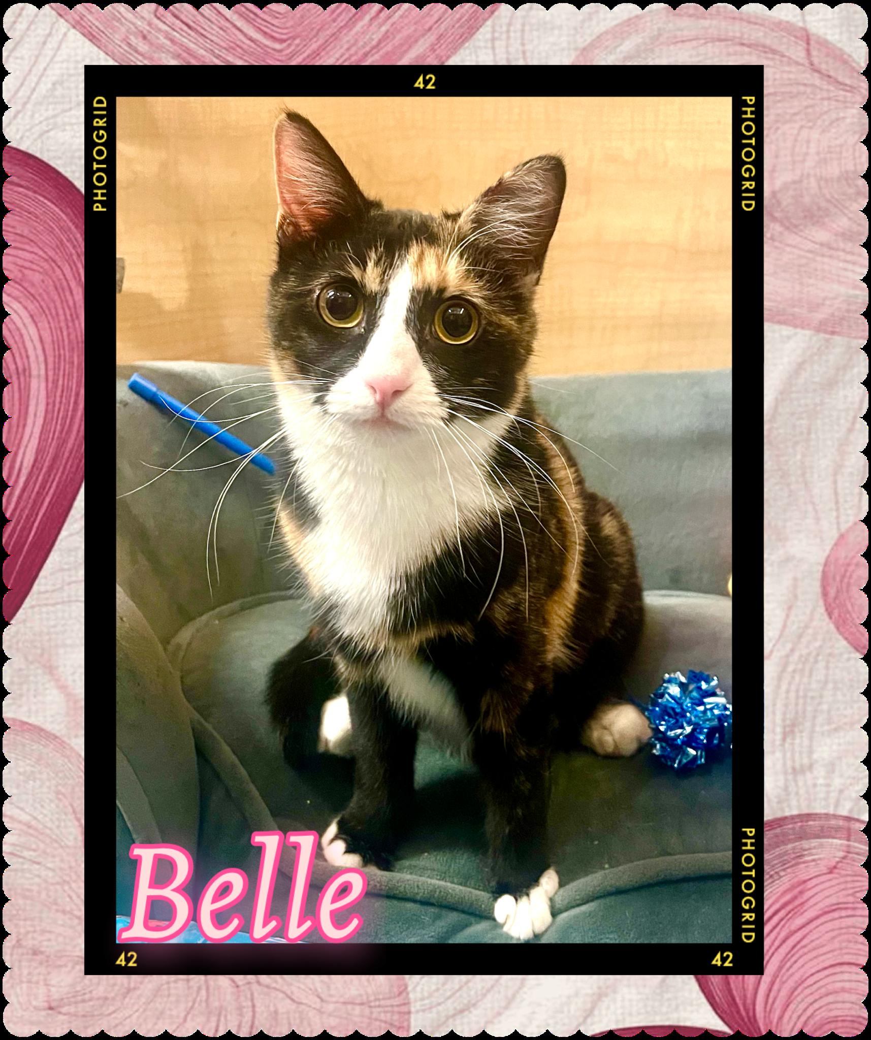 Belle, ADOPTABLE, Young Female Calico.
