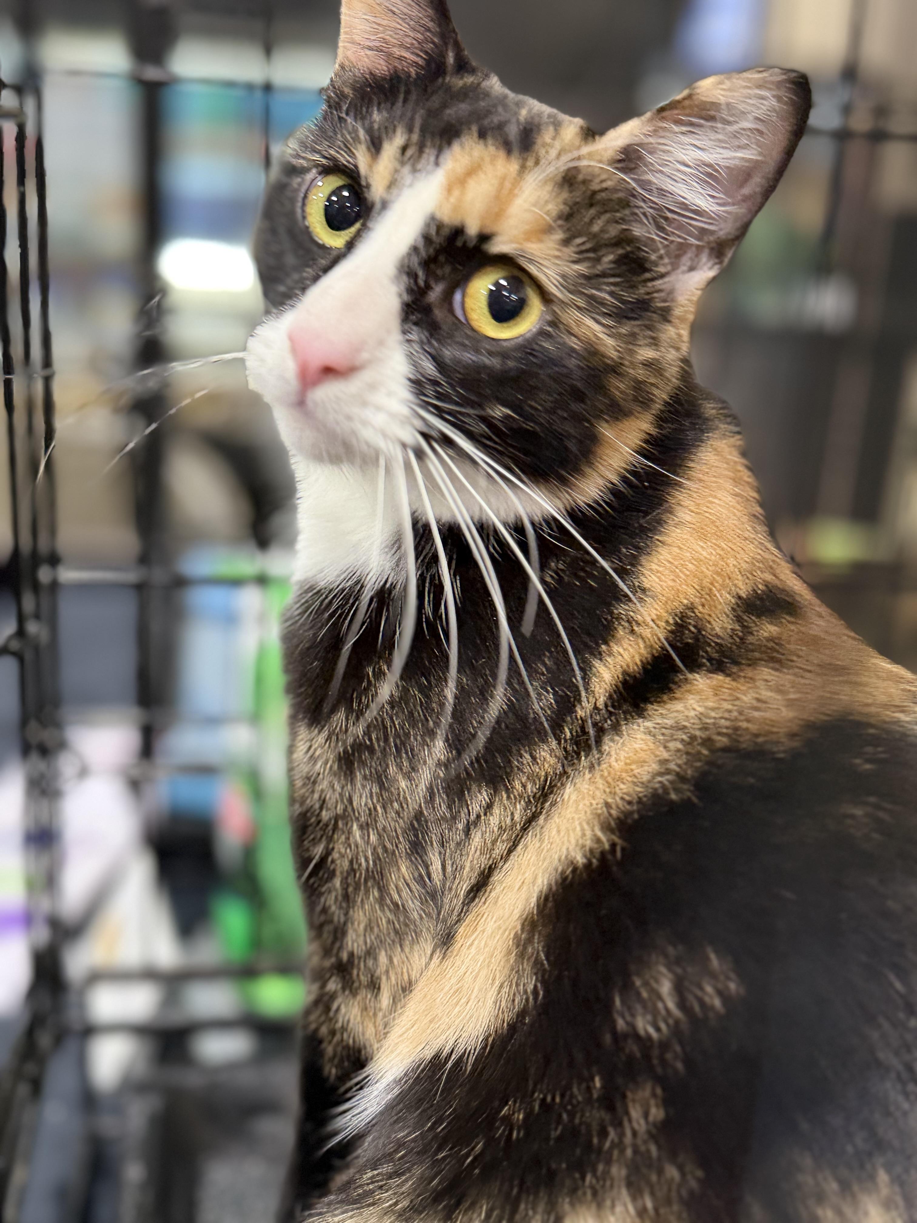 Belle, a ADOPTABLE Calico in Walnut, CA image 5/5