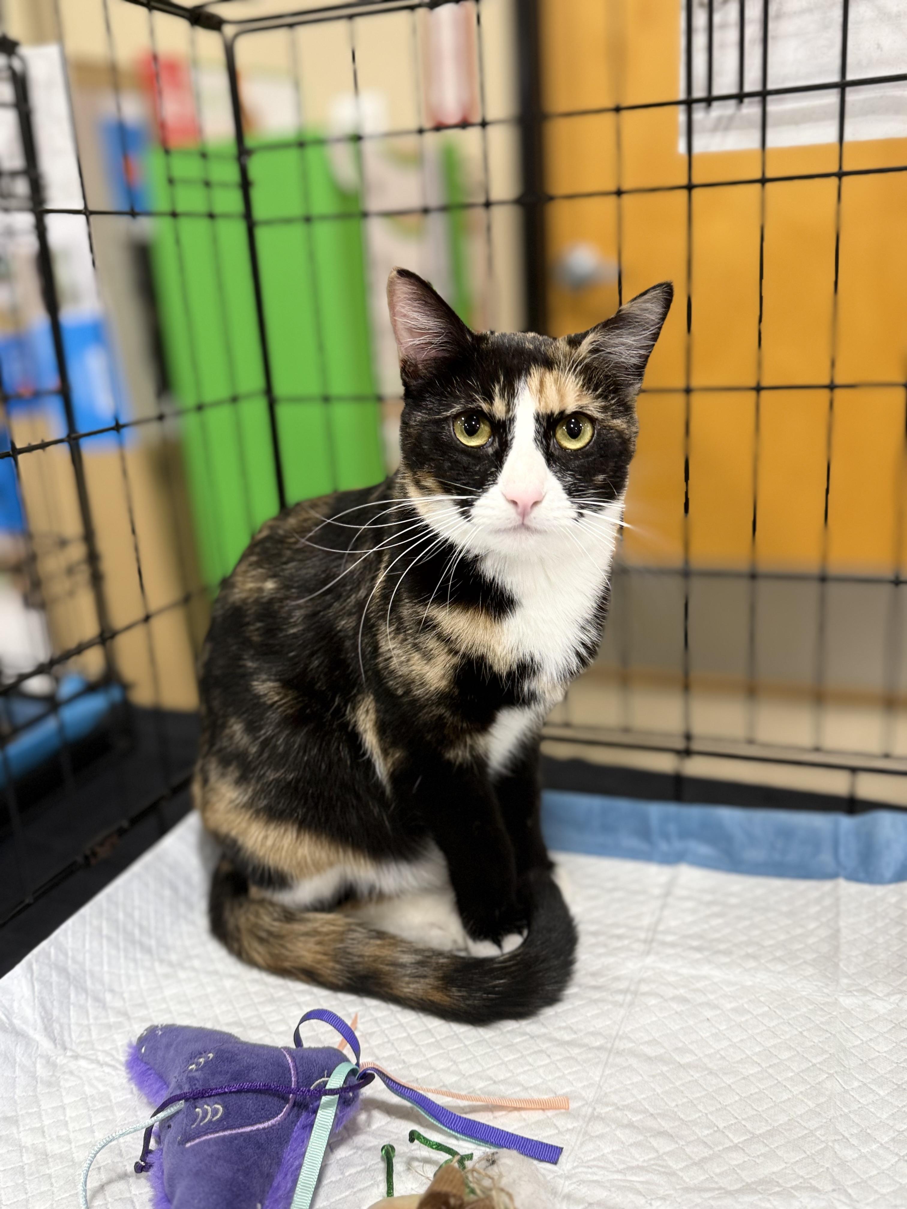 Belle, a ADOPTABLE Calico in Walnut, CA image 2/5