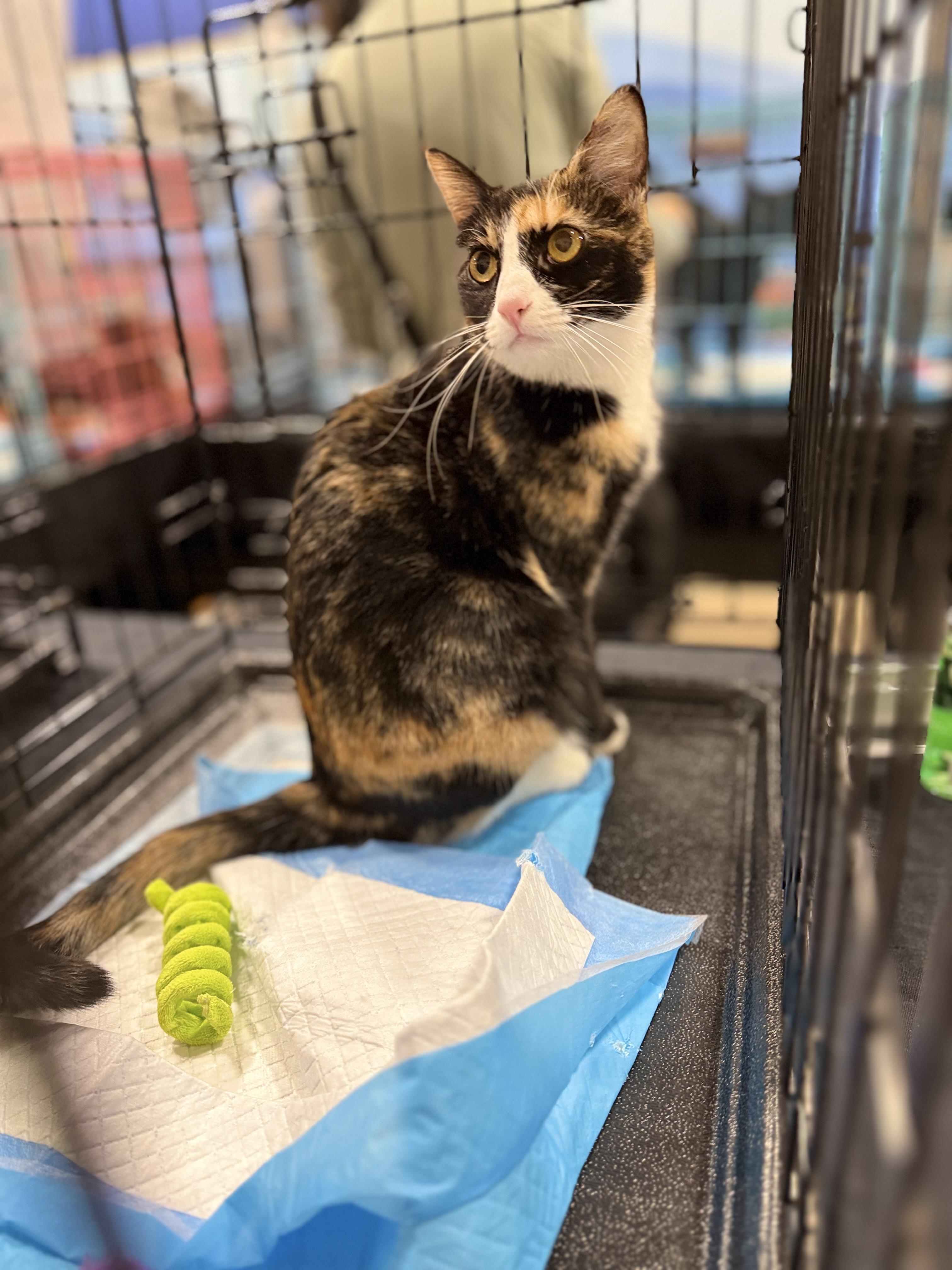 Belle, a ADOPTABLE Calico in Walnut, CA image 3/5