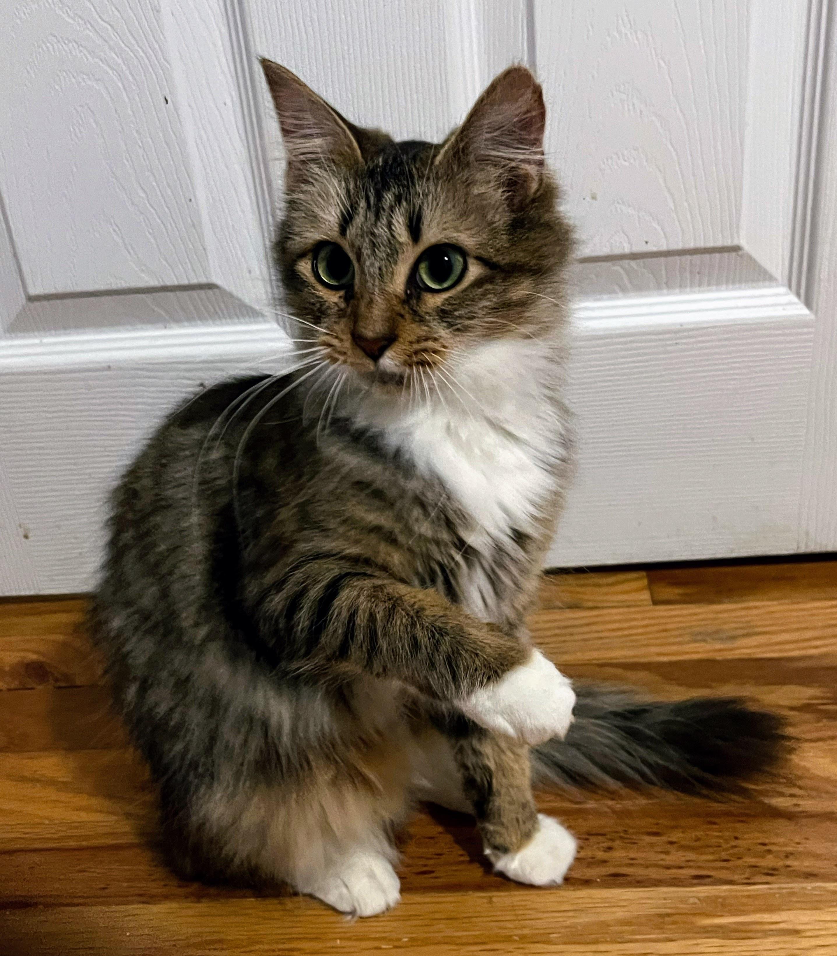 Enlarge Freya, an adopted mixed breed in Allentown, NJ image 2/4