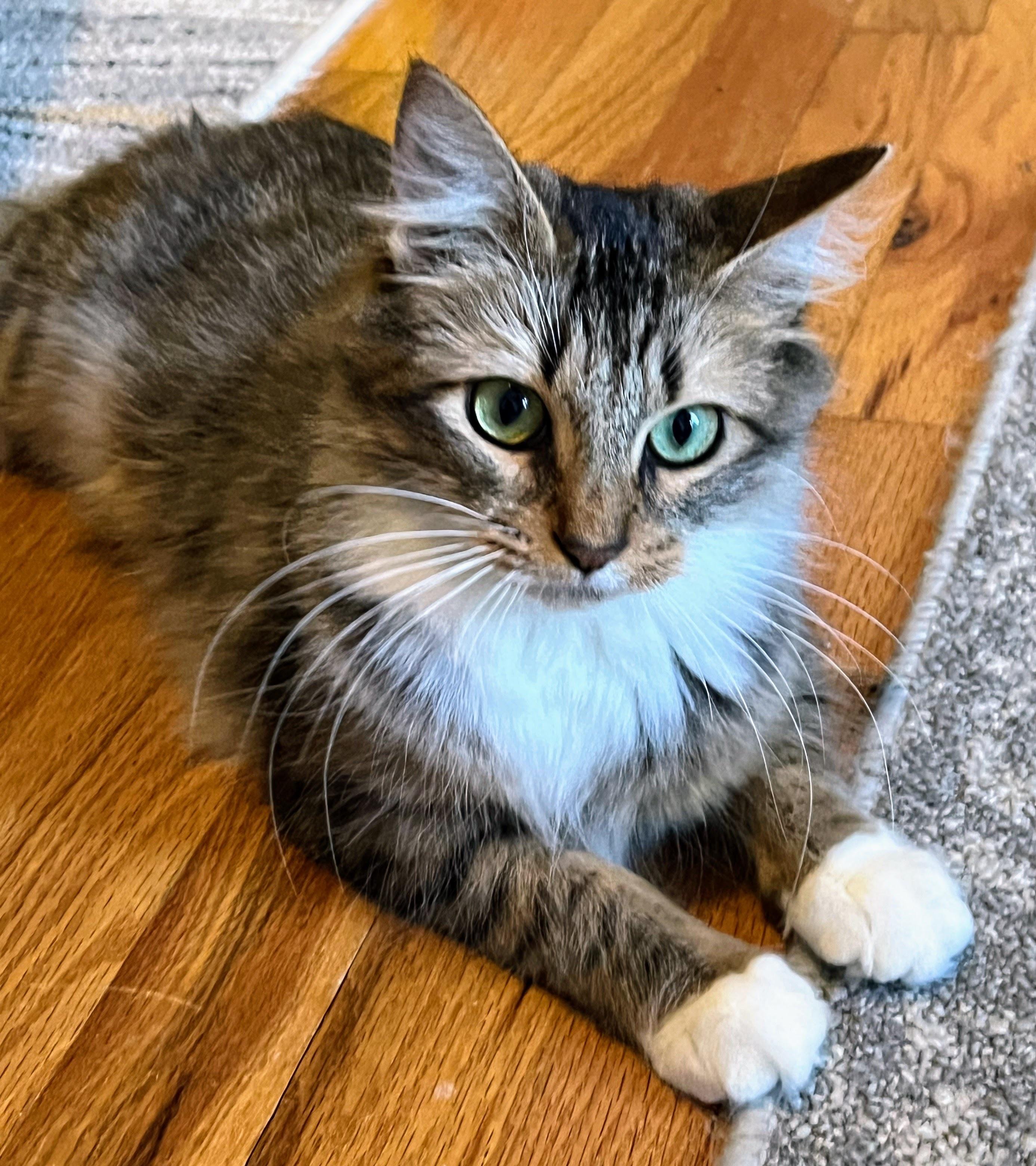 Enlarge Freya, an adopted mixed breed in Allentown, NJ image 4/4