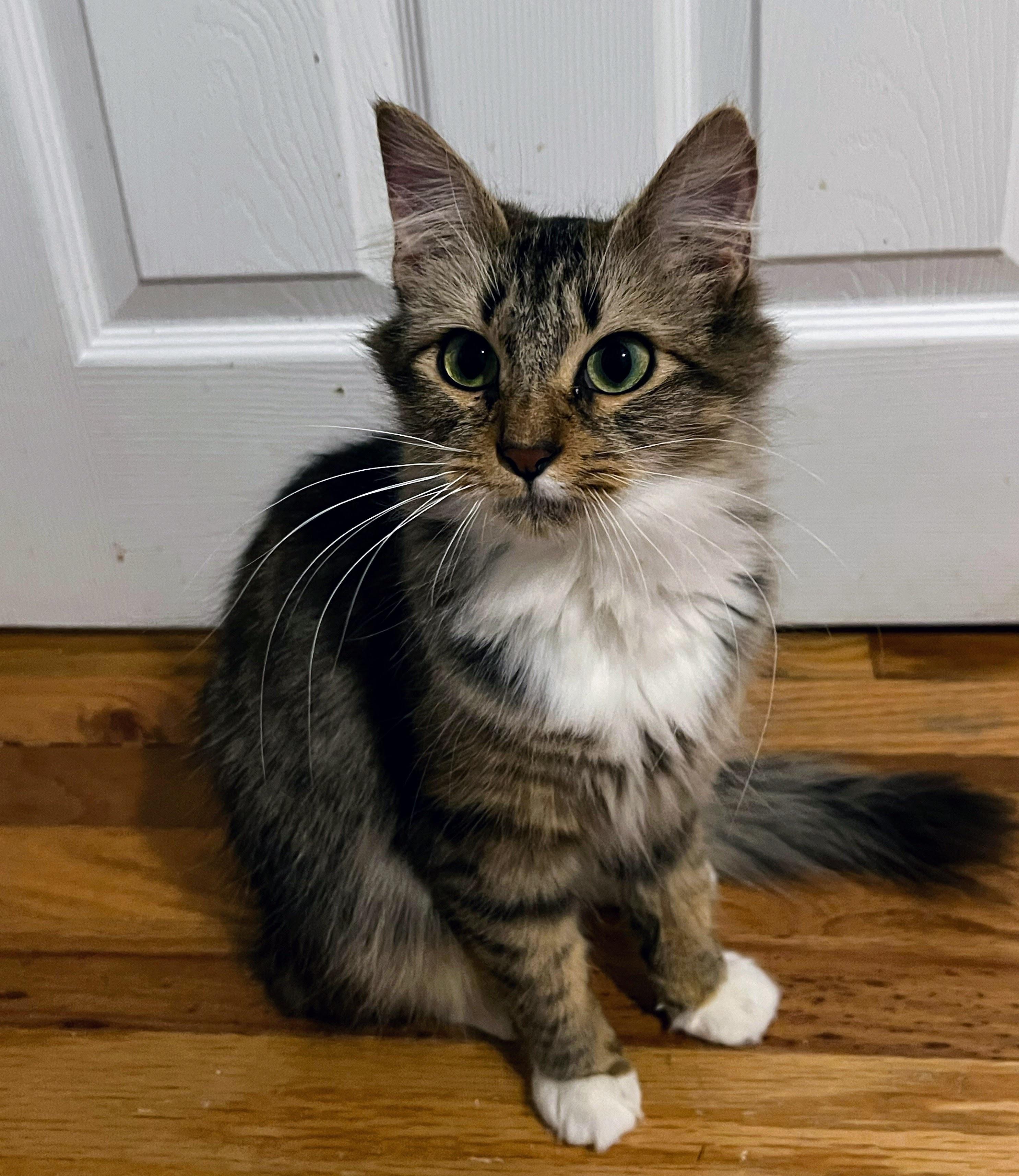 Freya, adopted, Young Female Maine Coon & Domestic Long Hair.