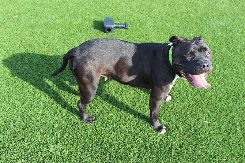 Regina, Adoptable, Adult Female Pit Bull Terrier & Mixed Breed.