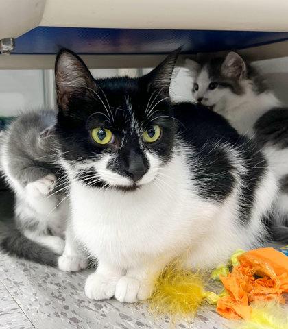 Buttons, Adoptable, Kitten Female Domestic Short Hair & Domestic Short Hair.