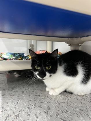 Buttons, a Adoptable mixed breed in Elmira, NY image 2/2