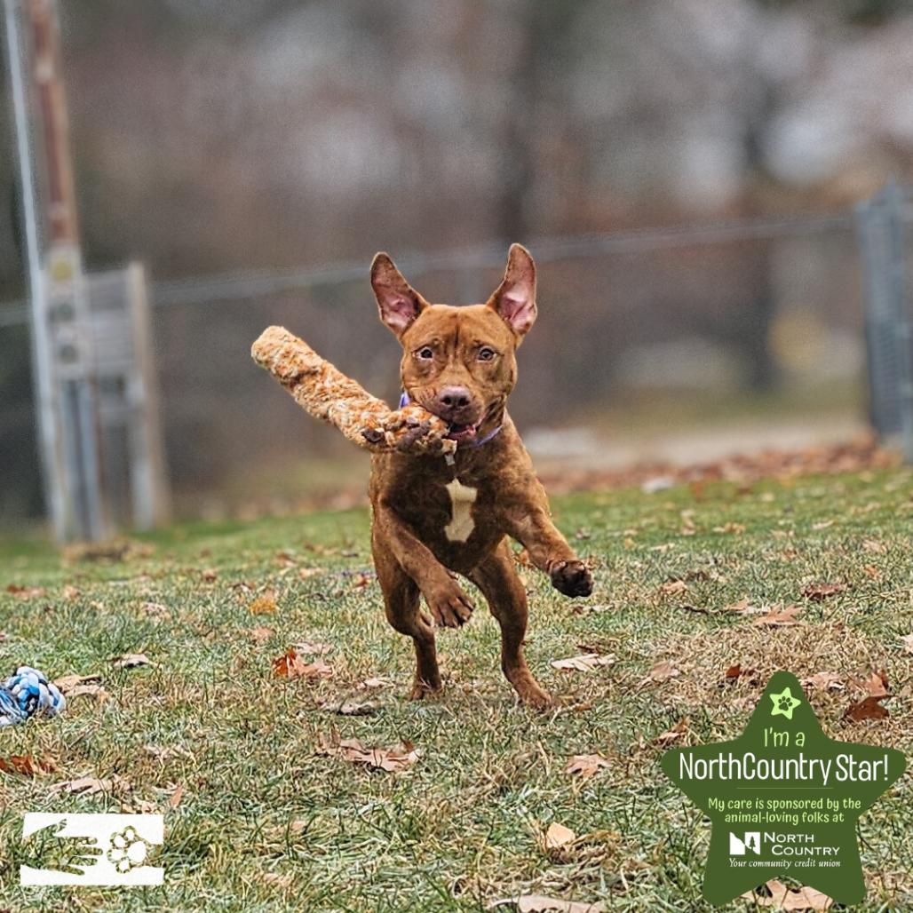 Toffee, Adoptable, Young Female Pit Bull Terrier.