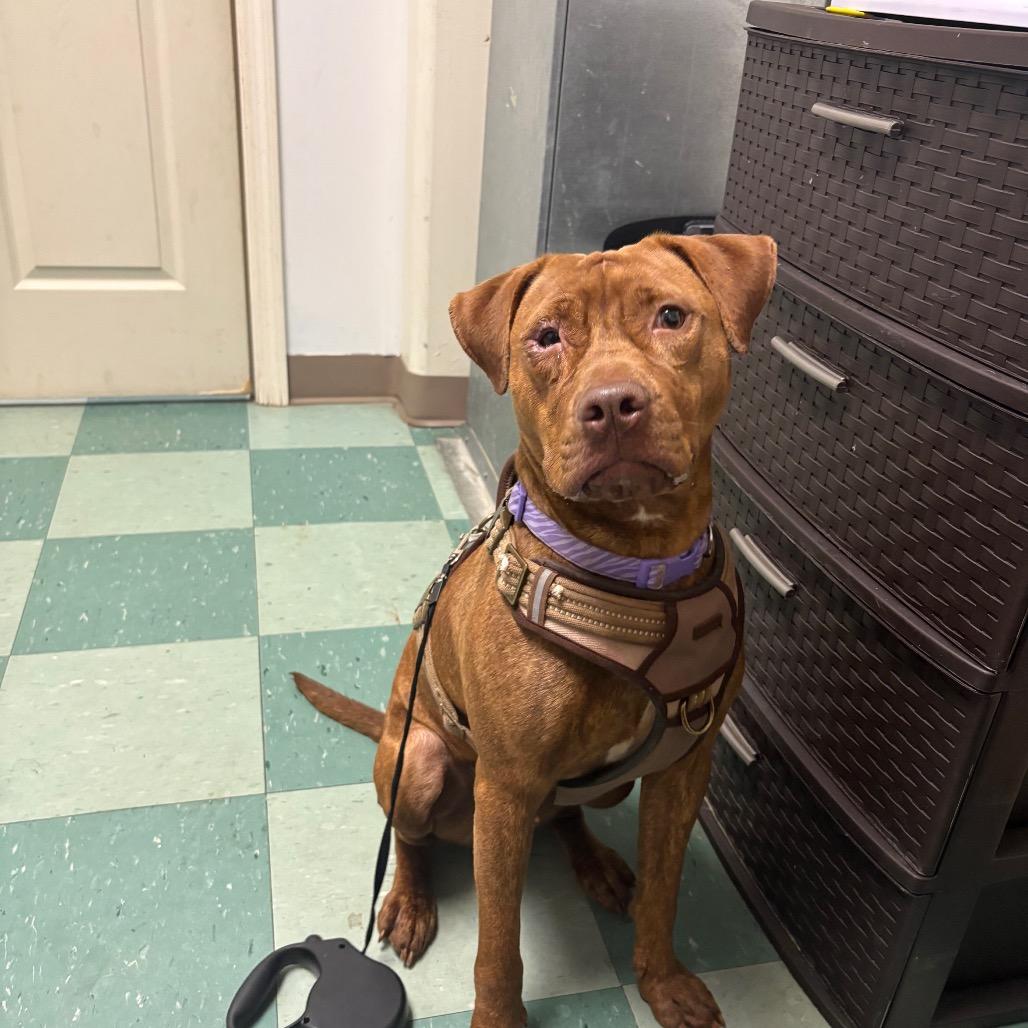 Toffee, a Adoptable Pit Bull Terrier in South Burlington, VT image 2/2