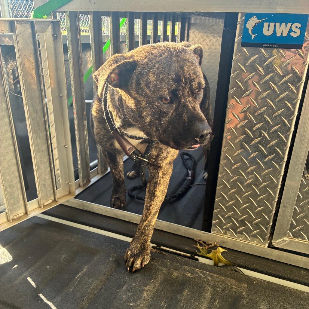 Enlarge Sienna, a Adoptable Mixed Breed in Danville, KY image 1/3