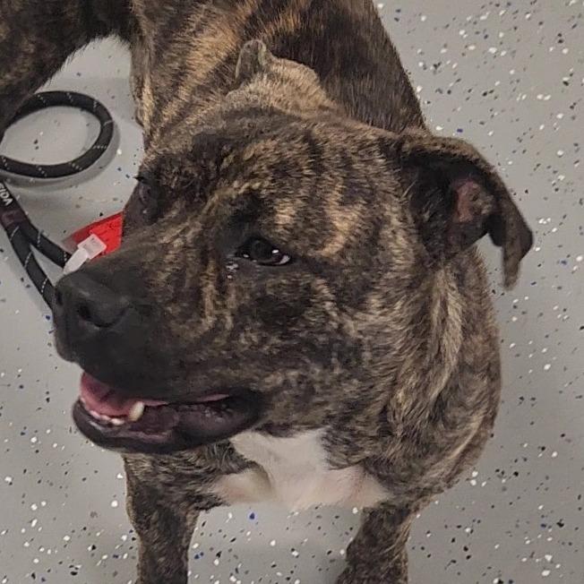 Enlarge Sienna, a Adoptable Mixed Breed in Danville, KY image 2/3