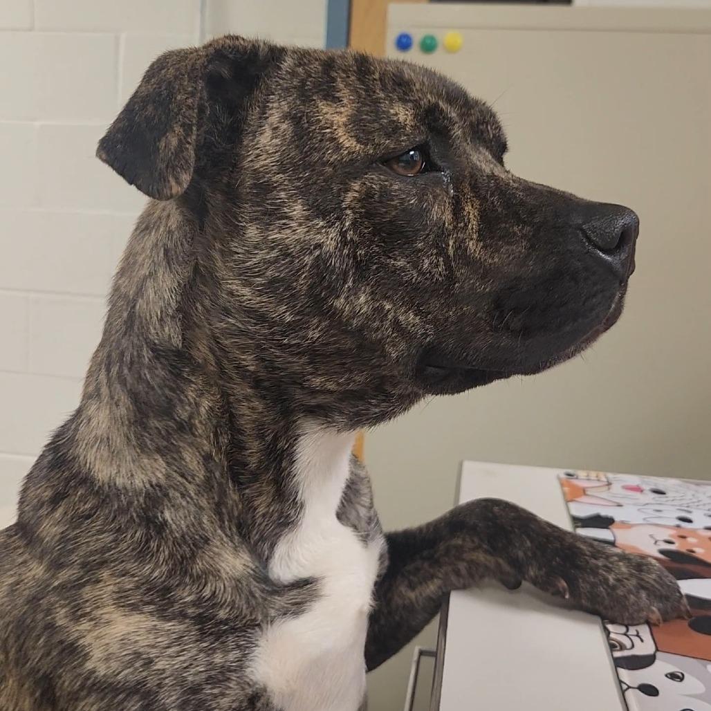Enlarge Sienna, a Adoptable Mixed Breed in Danville, KY image 3/3