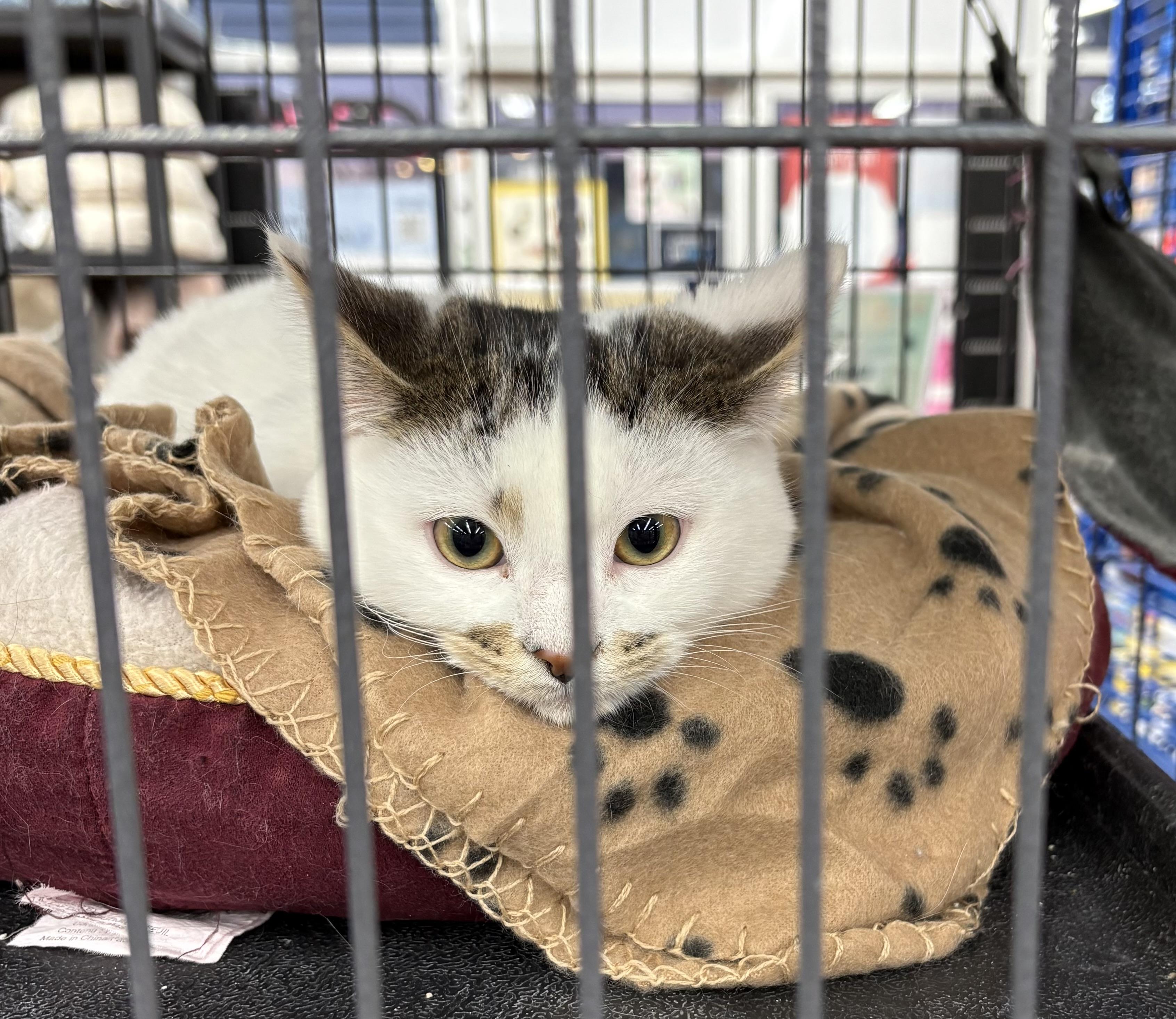 Mandolin - Pet Valu Mavis, Adoptable, Kitten Male Domestic Short Hair.