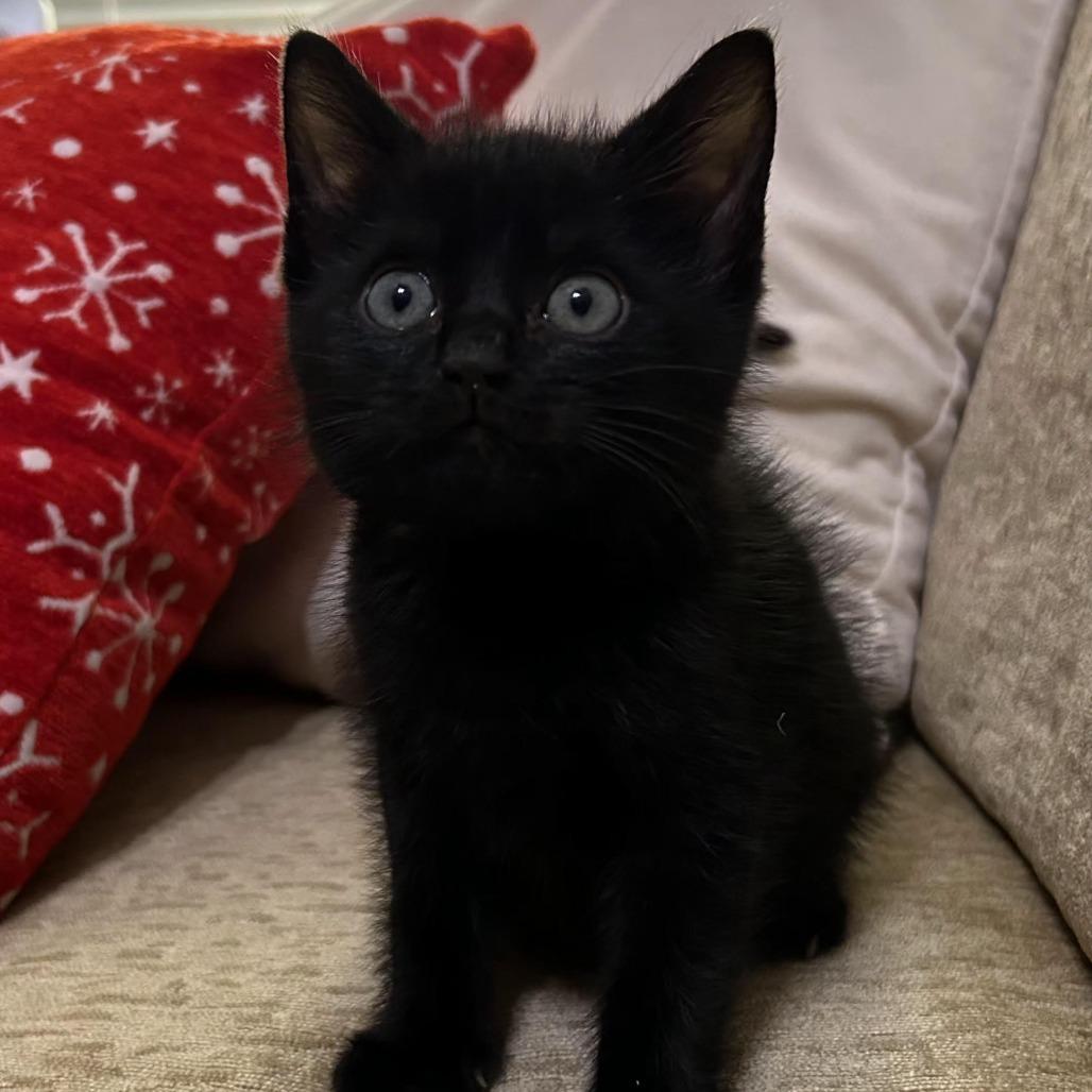 William, a Adoptable Domestic Short Hair in Auburn, AL image 1/6