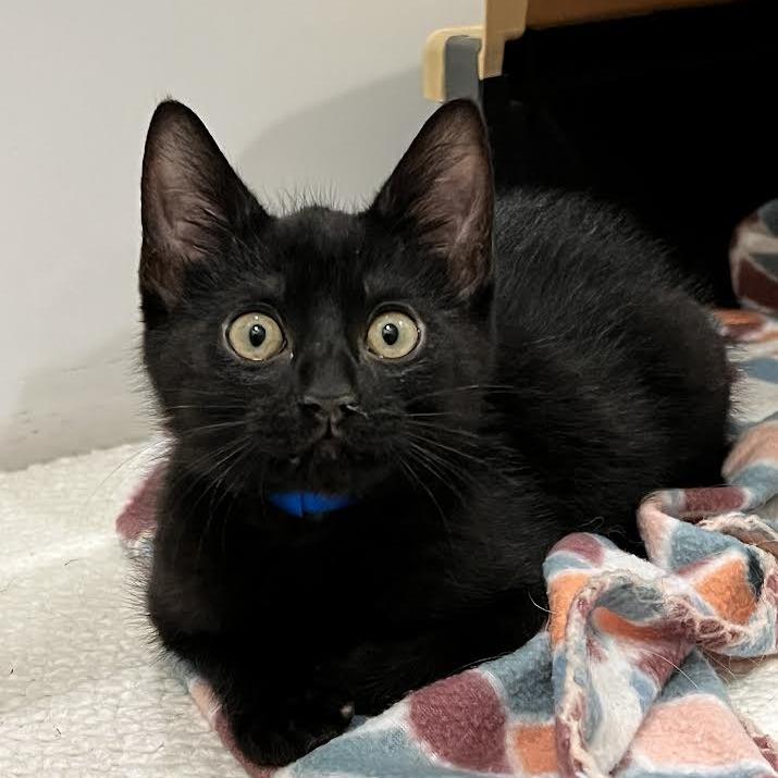 William, a Adoptable Domestic Short Hair in Auburn, AL image 2/6