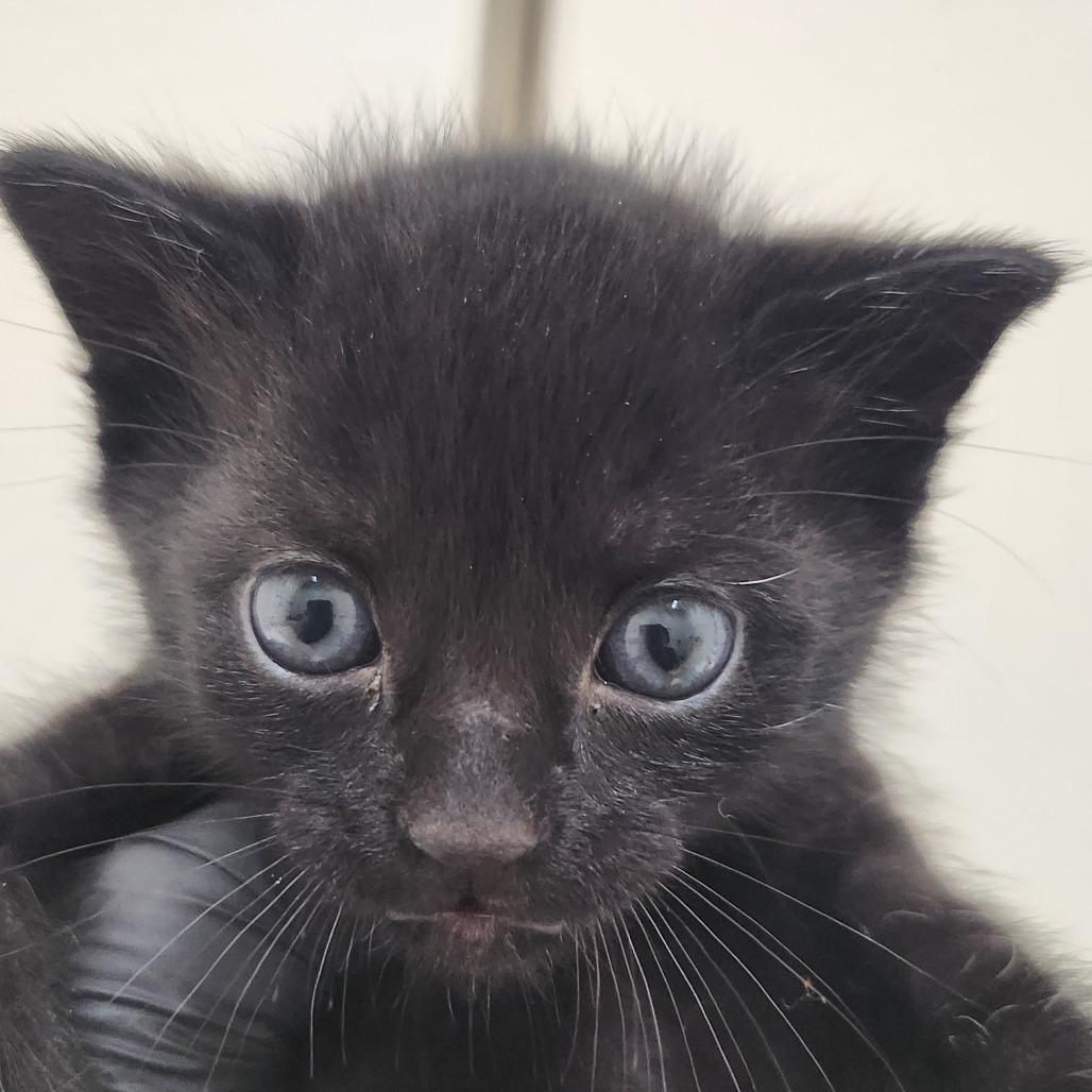 William, a Adoptable Domestic Short Hair in Auburn, AL image 3/6
