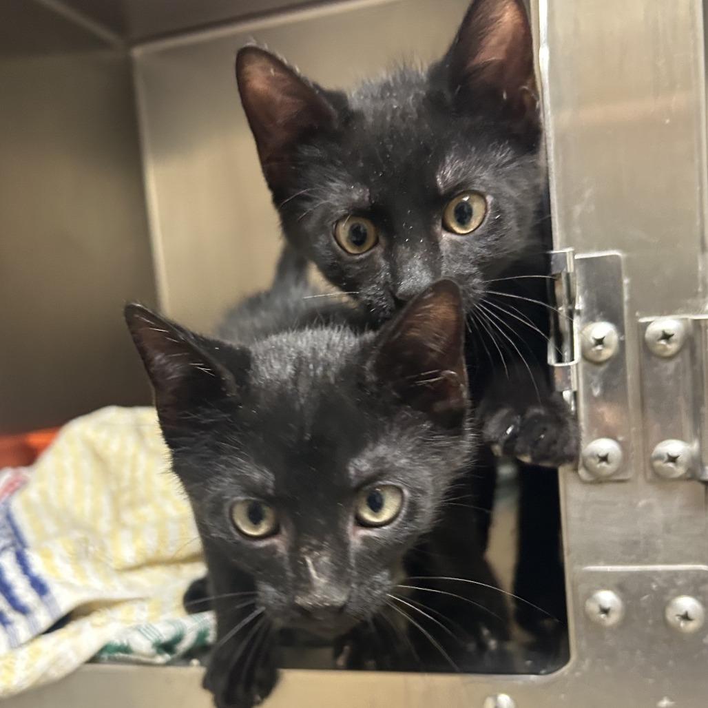 William, a Adoptable Domestic Short Hair in Auburn, AL image 4/6