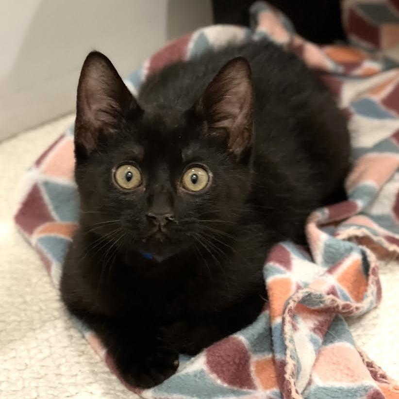 William, a Adoptable Domestic Short Hair in Auburn, AL image 6/6