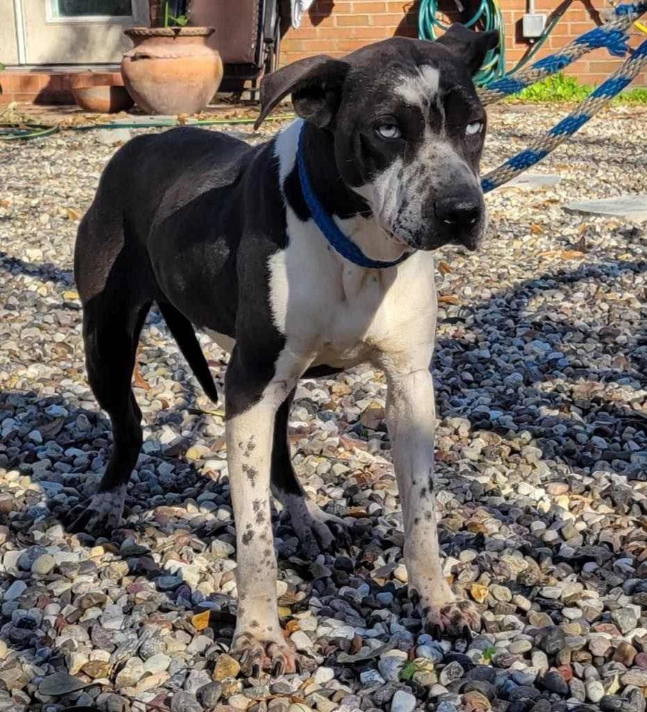 Enlarge STORM, a Adoptable mixed breed in San Antonio, TX image 2/5