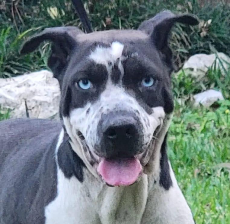 Enlarge STORM, a Adoptable mixed breed in San Antonio, TX image 5/5