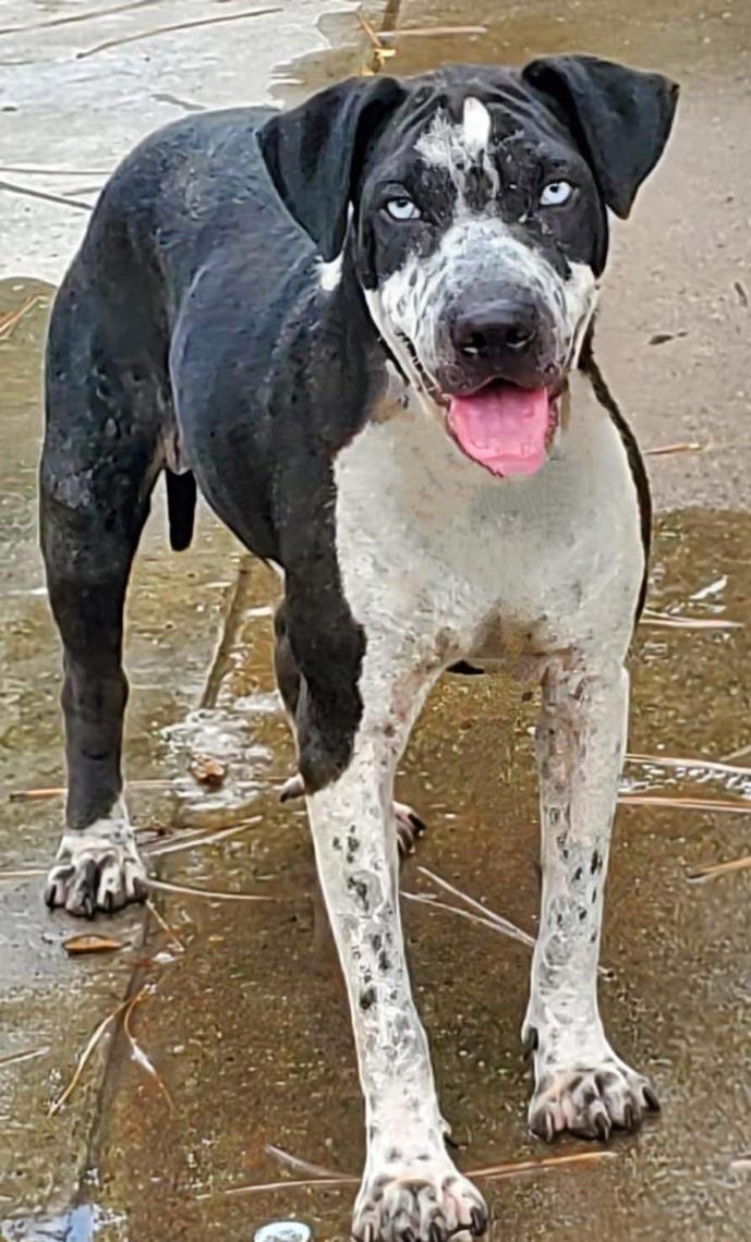 Enlarge STORM, a Adoptable mixed breed in San Antonio, TX image 4/5