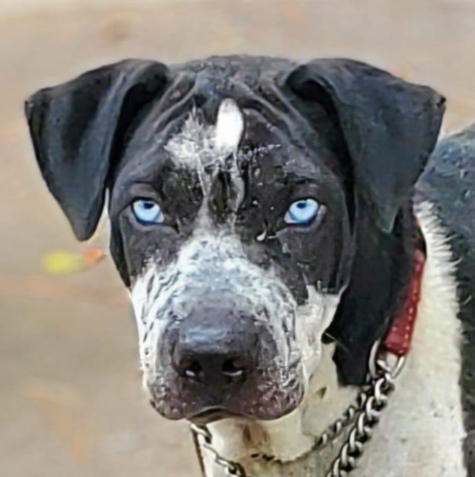 STORM, Adoptable, Adult Female Catahoula Leopard Dog & Shar-Pei.