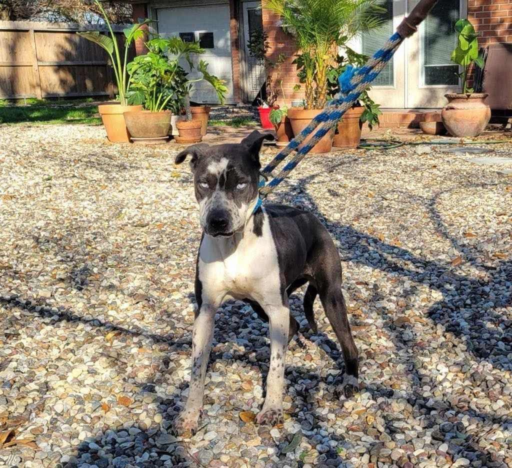 Enlarge STORM, a Adoptable mixed breed in San Antonio, TX image 3/5