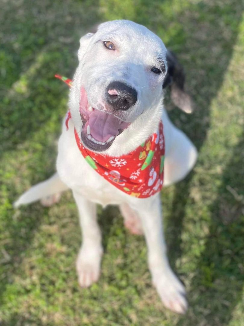 JASON, Young Male Hound