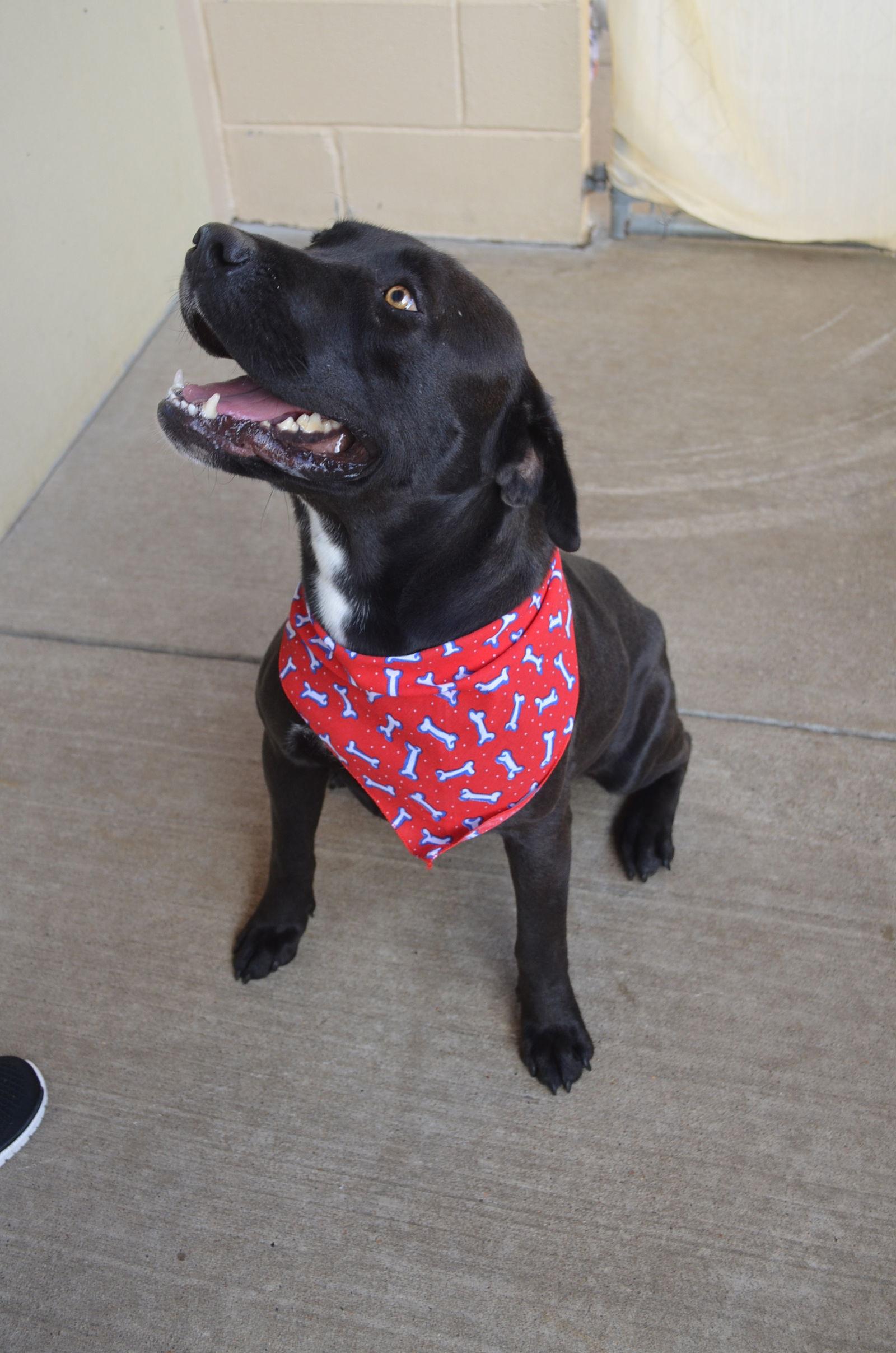 Enlarge Boba Fetch, a Adopted Pit Bull Terrier in McKinney, TX image 1/3