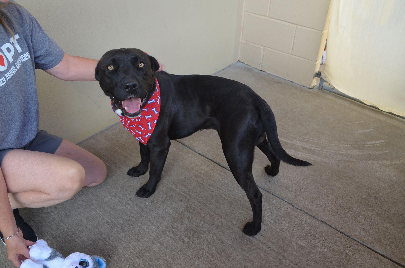 Enlarge Boba Fetch, a Adopted Pit Bull Terrier in McKinney, TX image 2/3