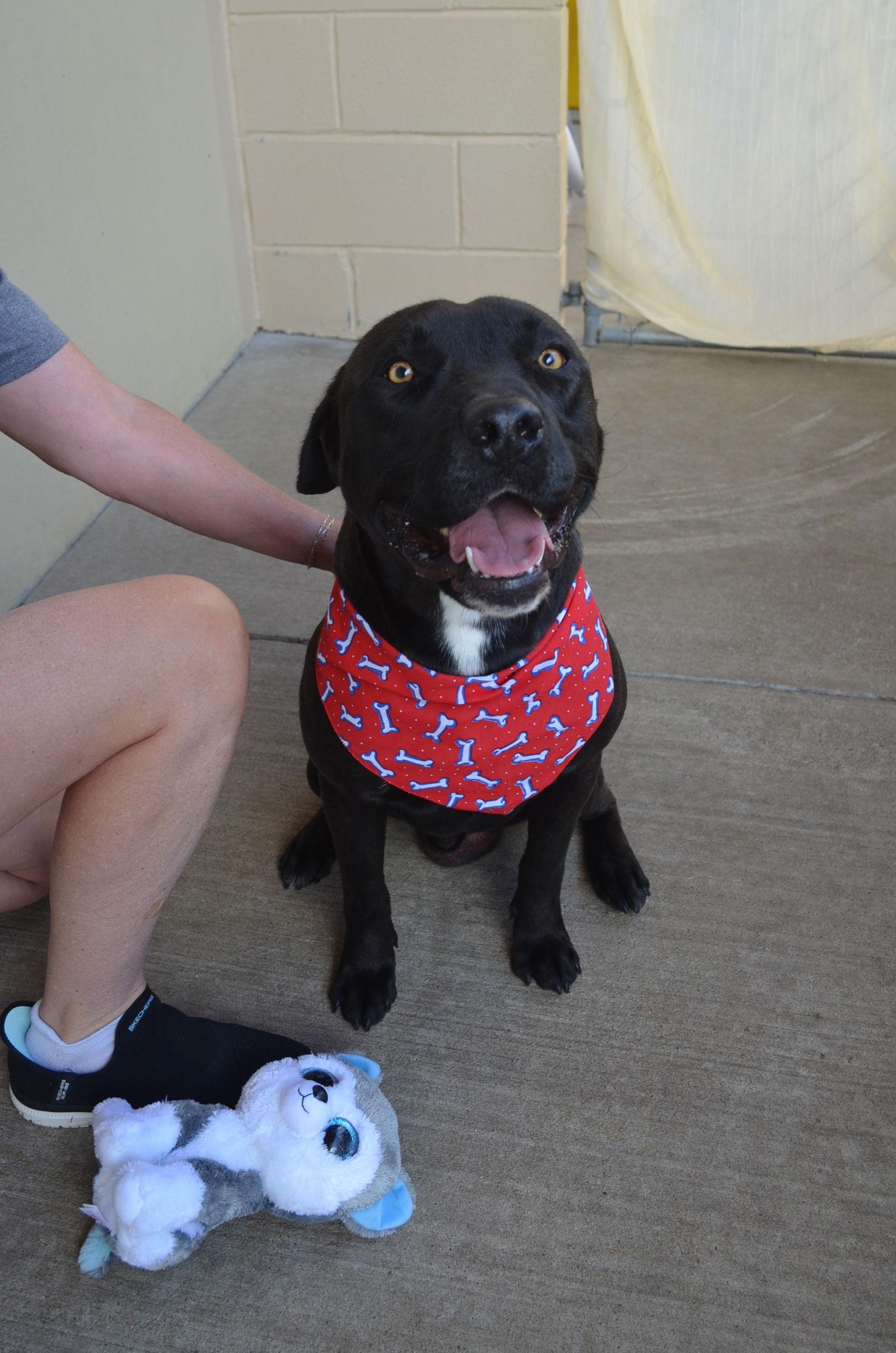 Enlarge Boba Fetch, a Adopted Pit Bull Terrier in McKinney, TX image 3/3