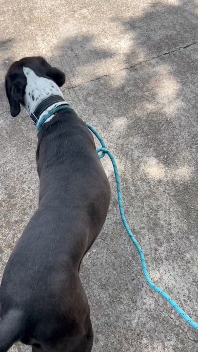 Enlarge Day Day, a Adopted mixed breed in Joppa, MD video 2/5