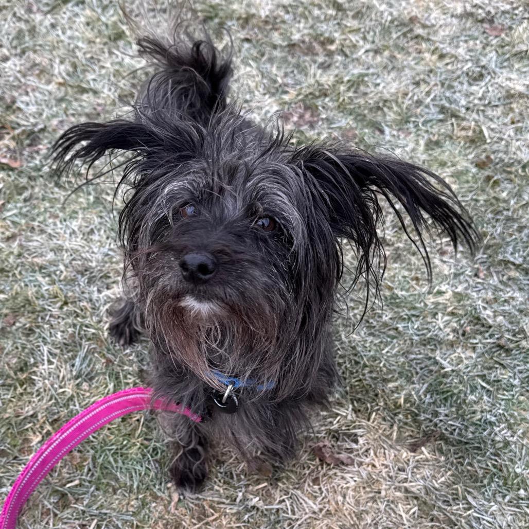 Enlarge Pinecone, a Adoptable mixed breed in Brookfield, WI image 1/4