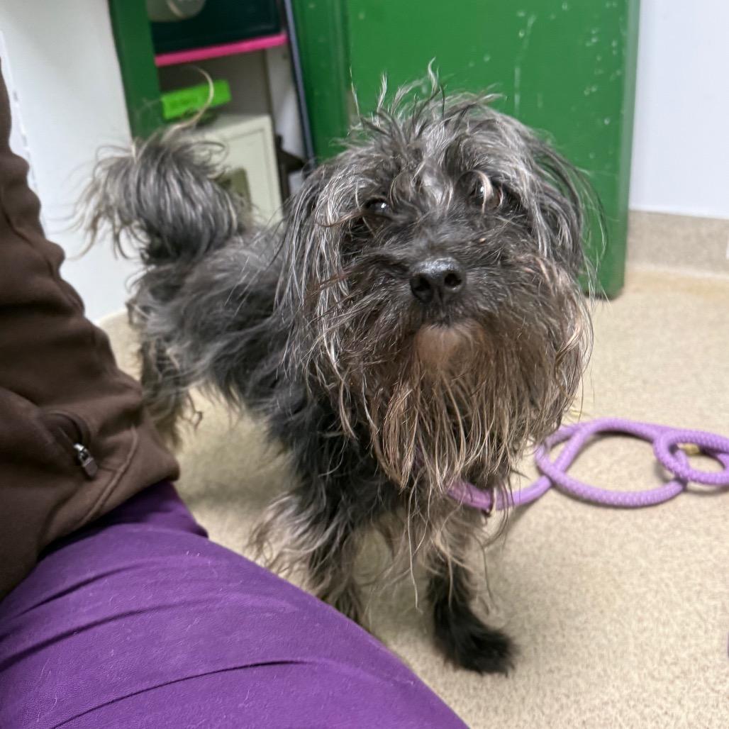 Enlarge Pinecone, a Adoptable mixed breed in Brookfield, WI image 2/4