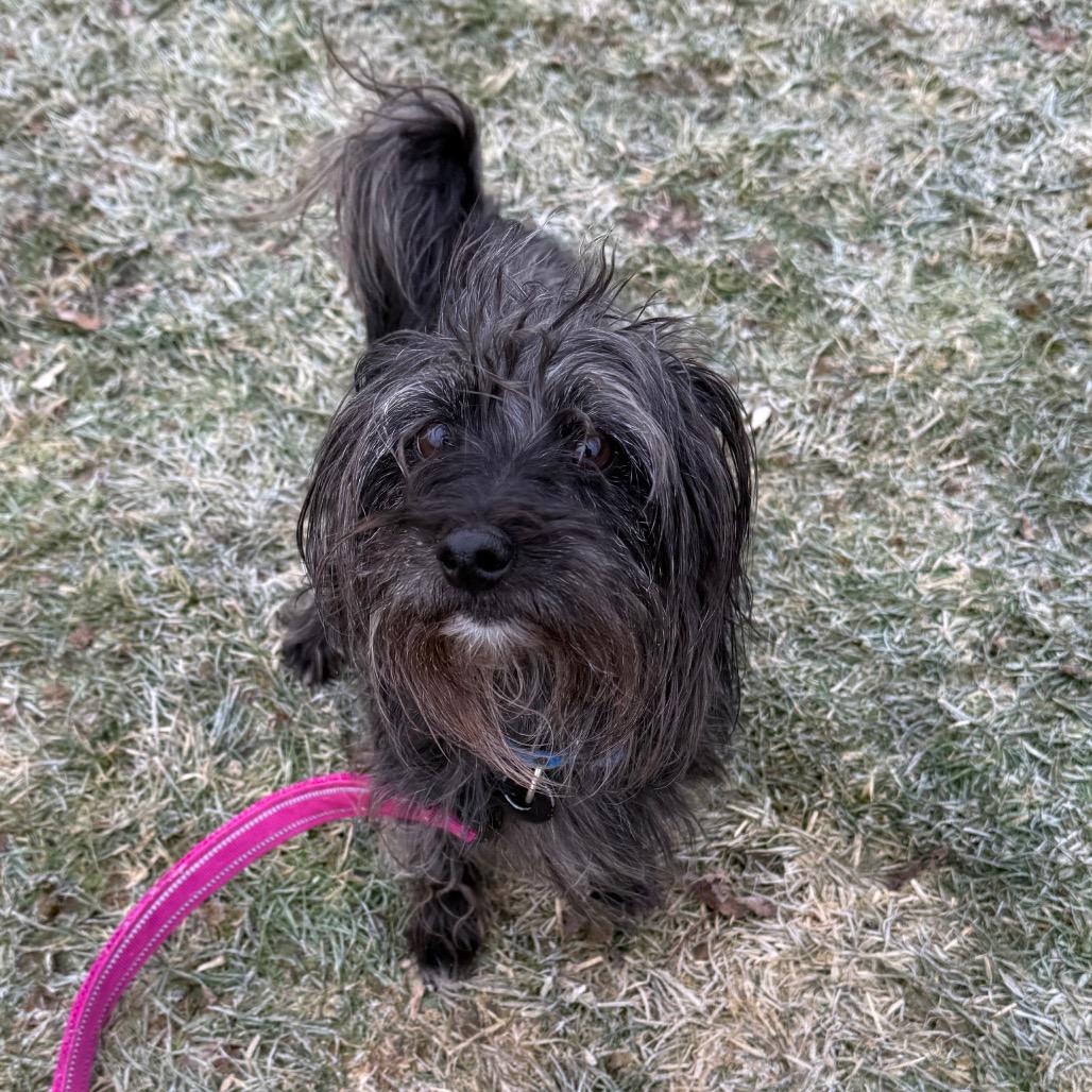 Enlarge Pinecone, a Adoptable mixed breed in Brookfield, WI image 3/4
