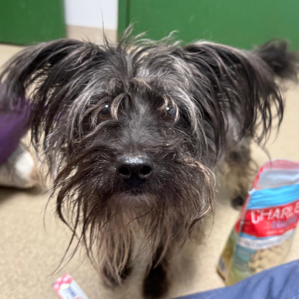 Enlarge Pinecone, a Adoptable mixed breed in Brookfield, WI image 4/4