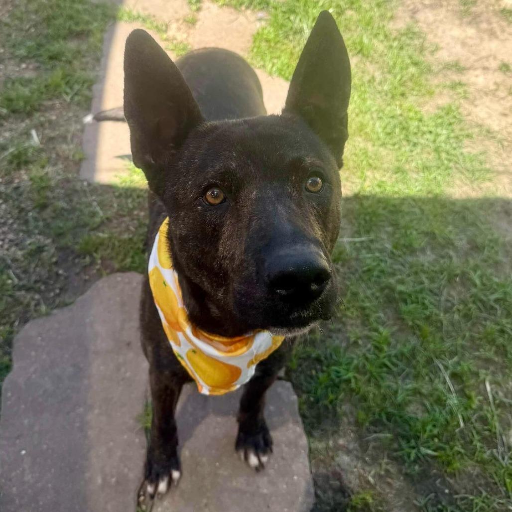 Enlarge Gauge, a Adoptable Dutch Shepherd in Pittsburgh, PA image 1/6